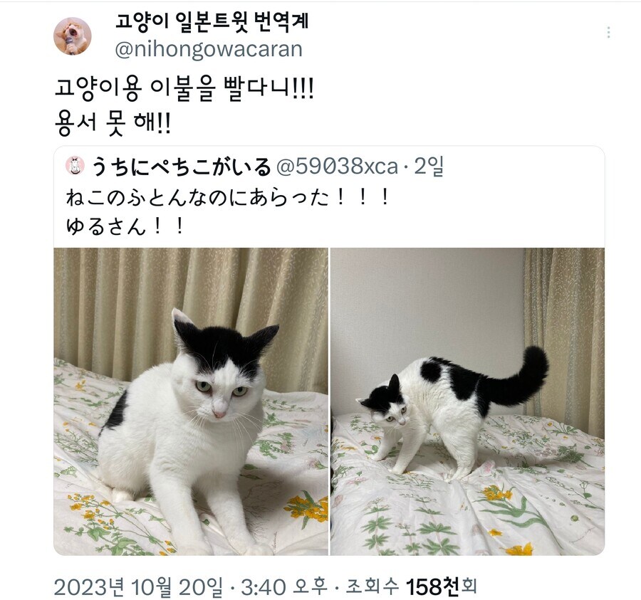 고양이가 화난 이유_1.jpg