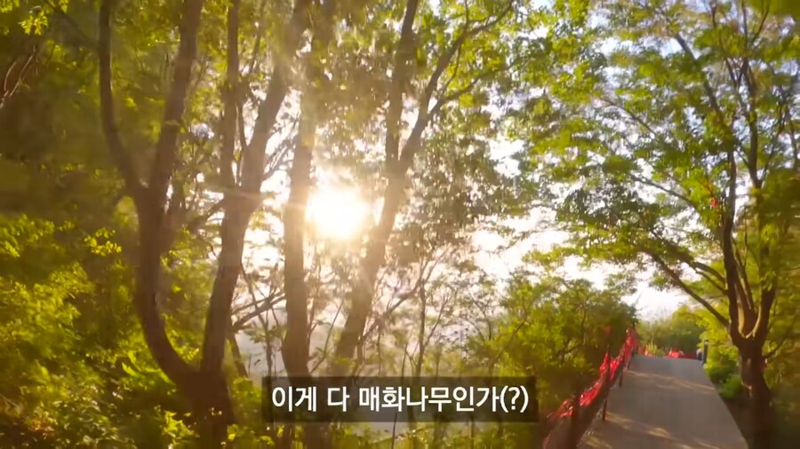 실제 화산에 간 여행 유튜버_25.png