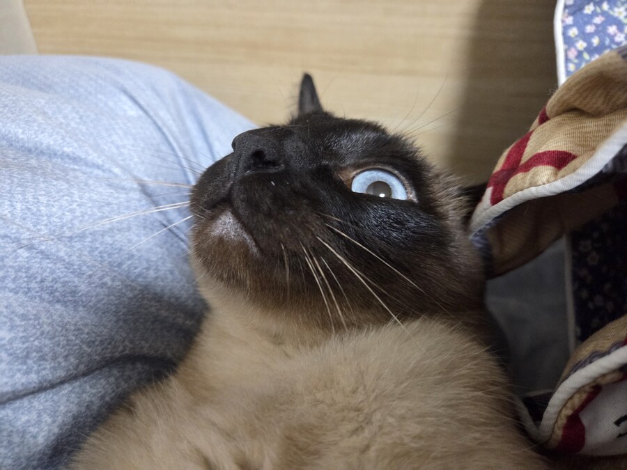 고양이는 귀엽다! 귀엽지 않았으면..._1.jpg