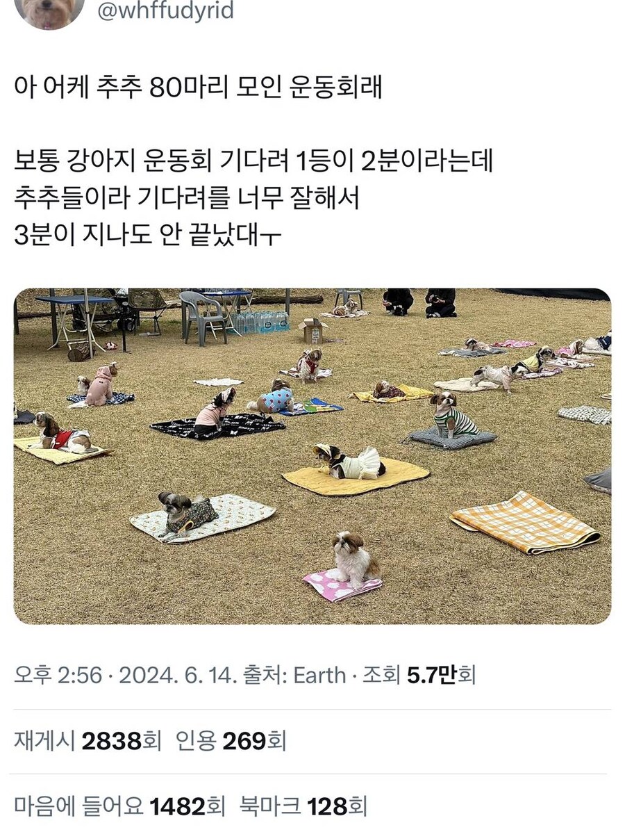 시츄 80마리 운동회_1.jpg