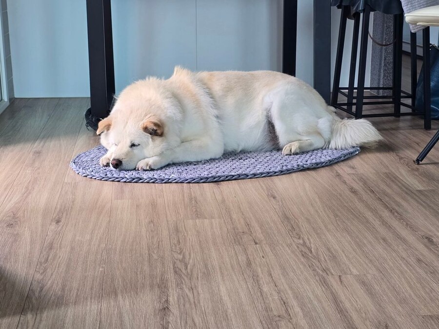 저희집 고양이 보고가세용^^_2.jpg