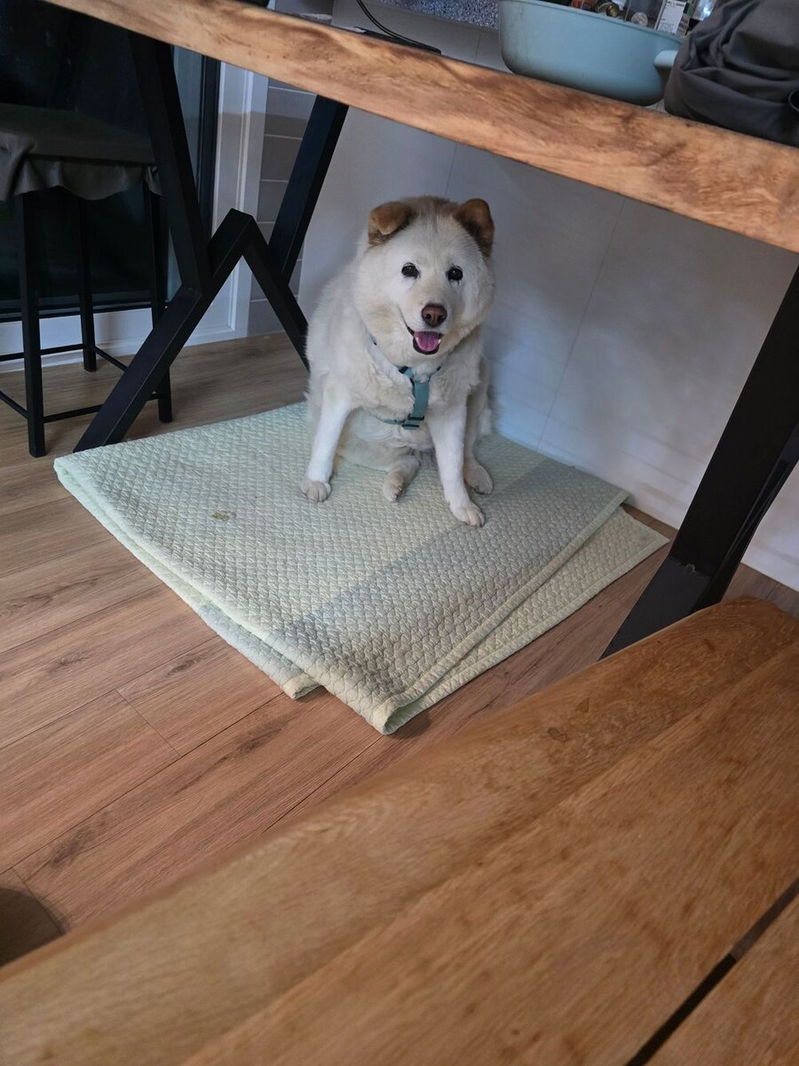 저희집 고양이 보고가세용^^_3.jpg