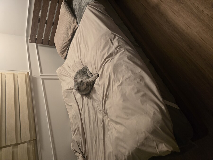 저희집 고양이 보고가세용^^_9.jpg
