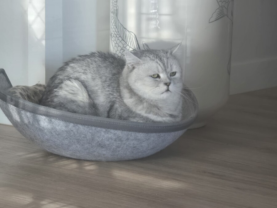 저희집 고양이 보고가세용^^_10.jpg