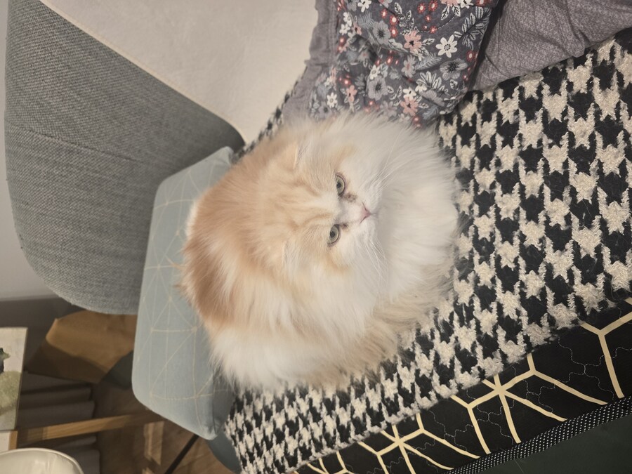 저희집 고양이 보고가세용^^_11.jpg