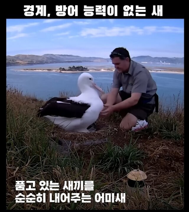 경계능력, 방어능력이 없다시피한 새.jpg_1.jpg