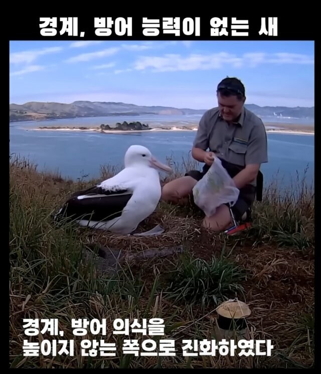 경계능력, 방어능력이 없다시피한 새.jpg_3.jpg
