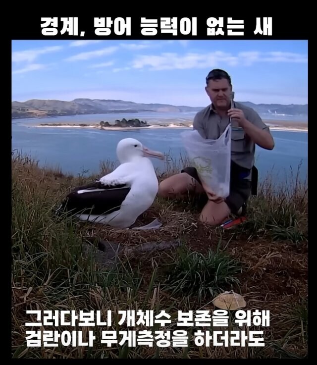 경계능력, 방어능력이 없다시피한 새.jpg_4.jpg
