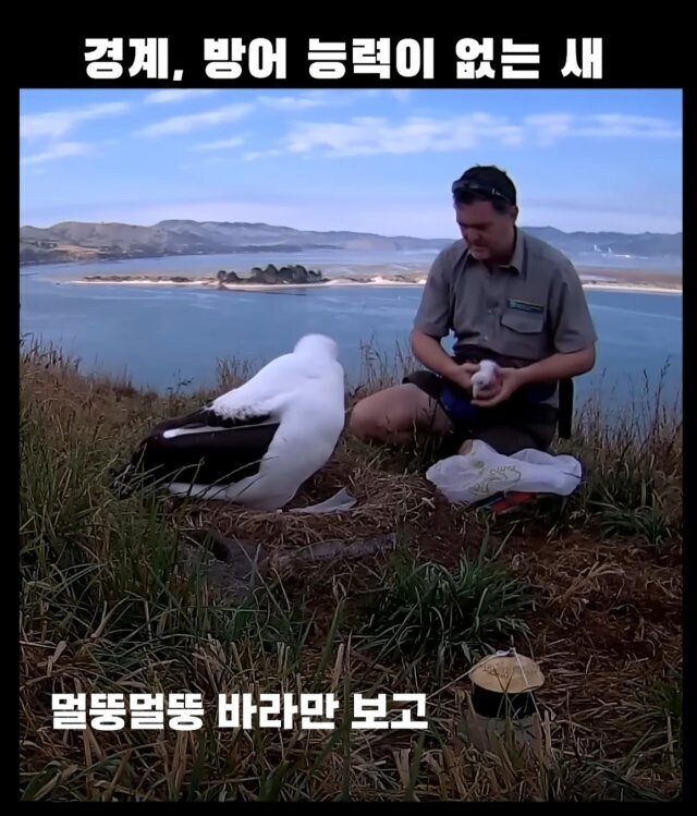 경계능력, 방어능력이 없다시피한 새.jpg_5.jpg