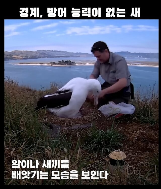 경계능력, 방어능력이 없다시피한 새.jpg_6.jpg