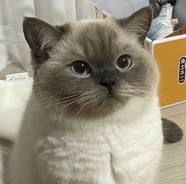 목이 퇴화한 고양이 _1.jpg