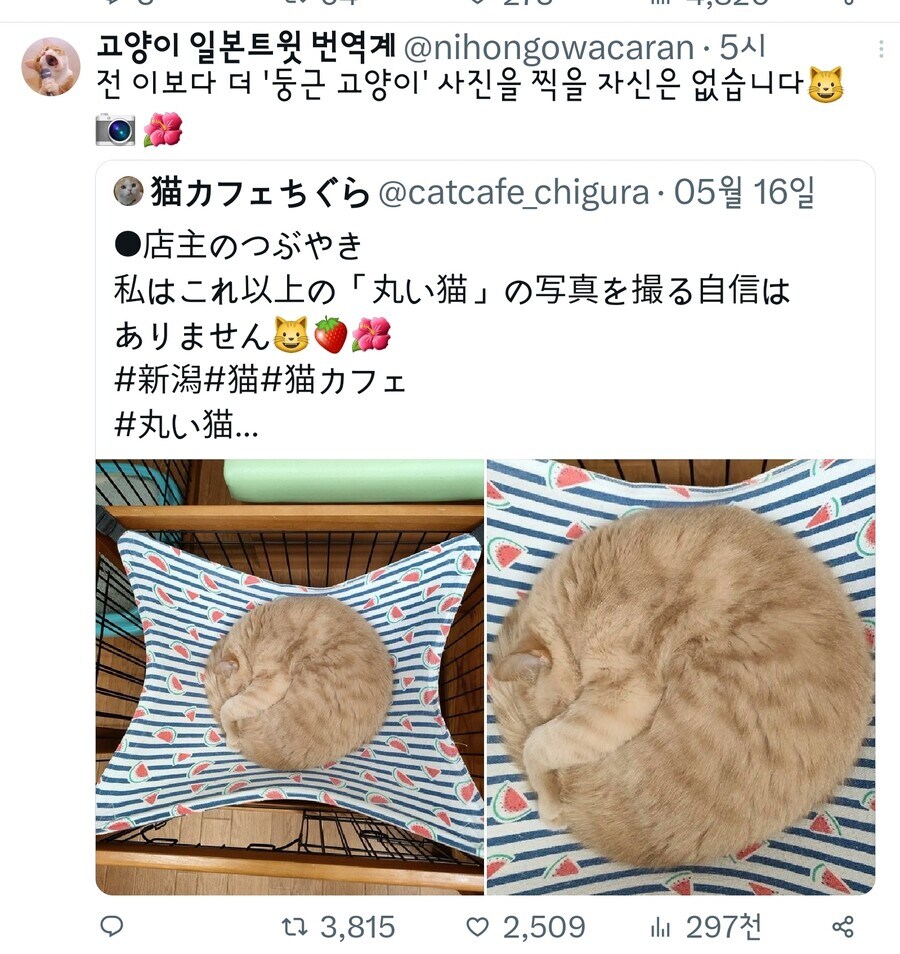 냥모나이트_1.jpg