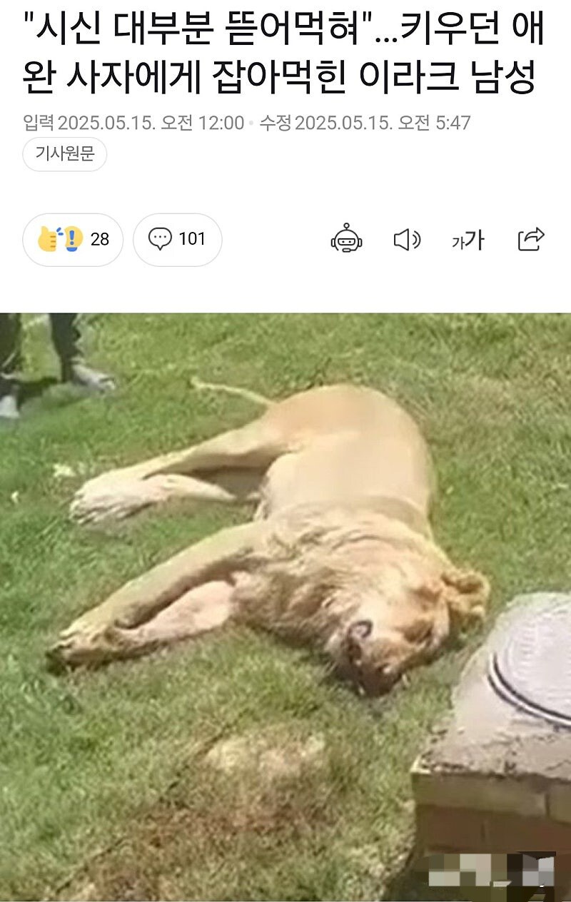 애완사자한테 살해당한 사람...jpg_1.jpg