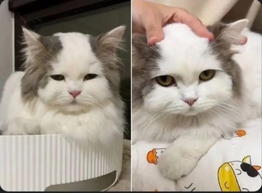 고양이 얼굴무늬 레전드_1.jpg