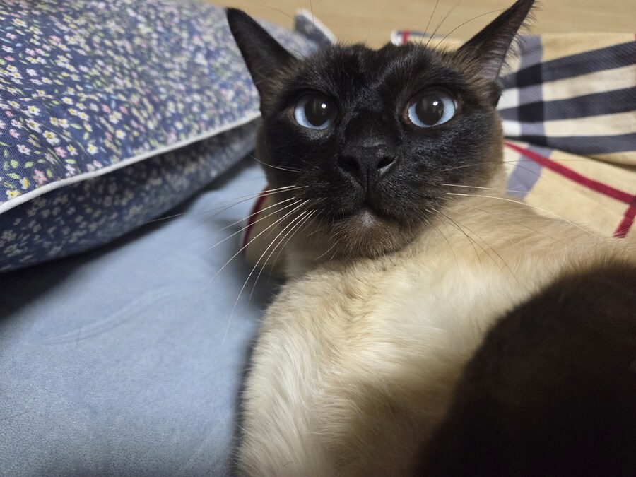 나도 어릴때는 작고 귀엽고 색깔도 뽀얀색이었어!!_8.jpg