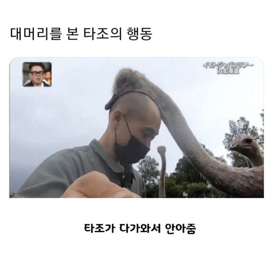 대머리를 본 타조의 행동_1.jpg