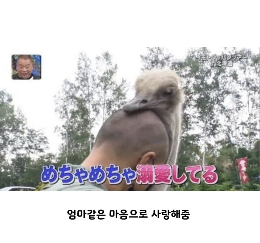 대머리를 본 타조의 행동_2.jpg