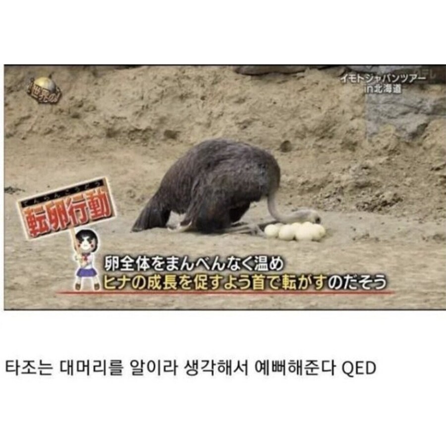 대머리를 본 타조의 행동_3.jpg
