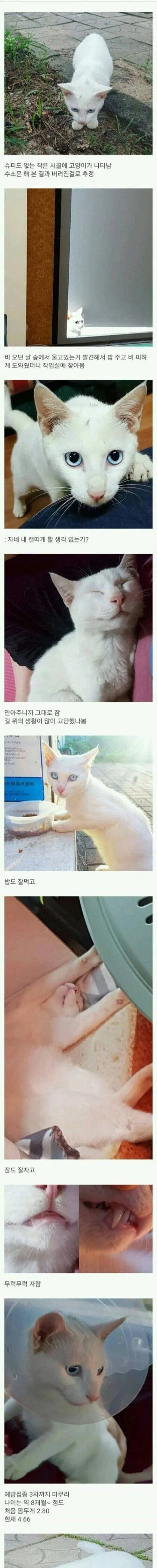 시골에 버려진 고양이를 주운 디시인_1.webp