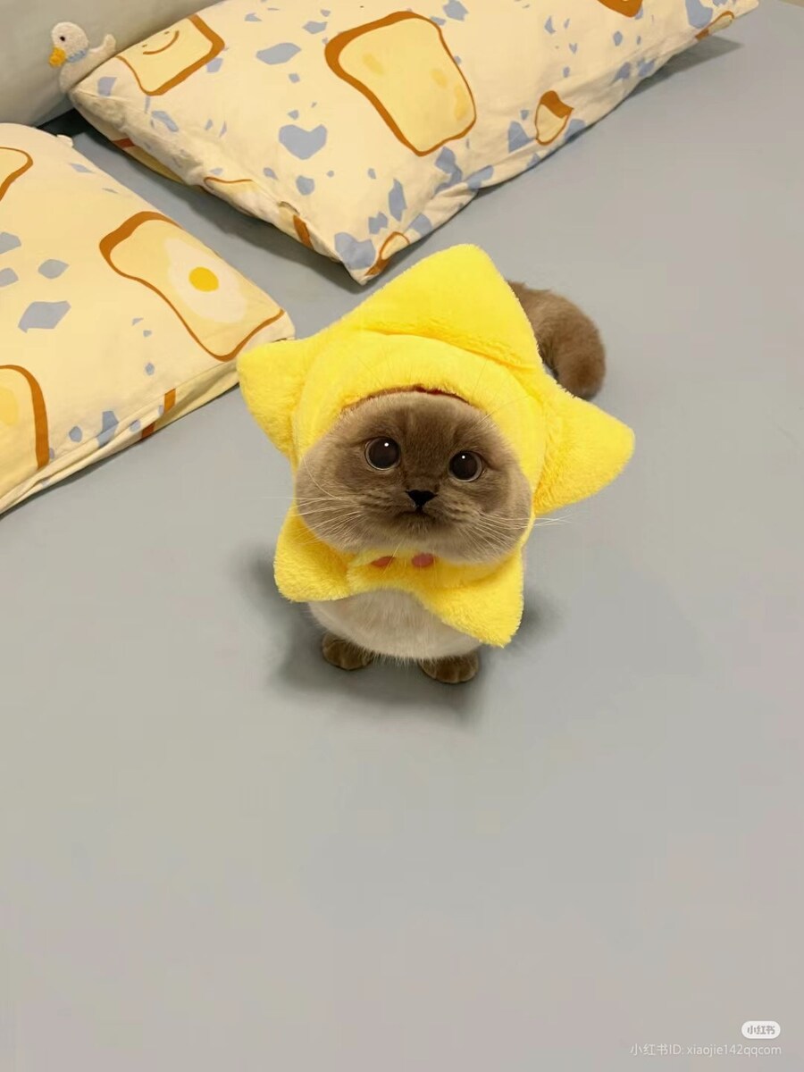 사족보행 작은 별 _1.jpg