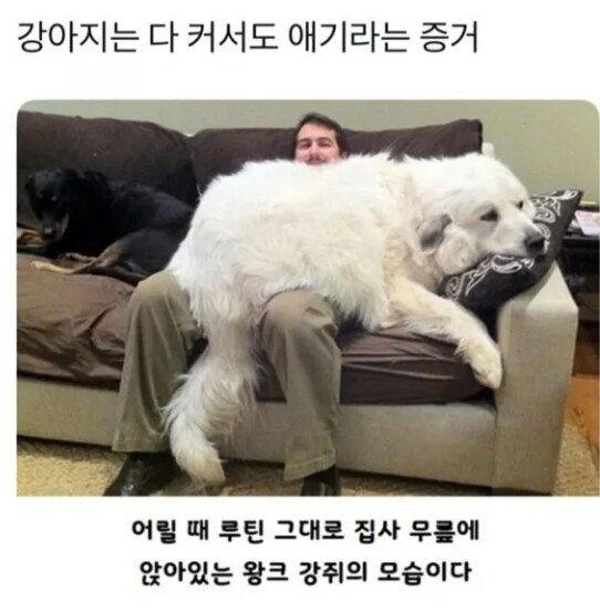 강아지는 다 커서도 애기다.jpg_1.png