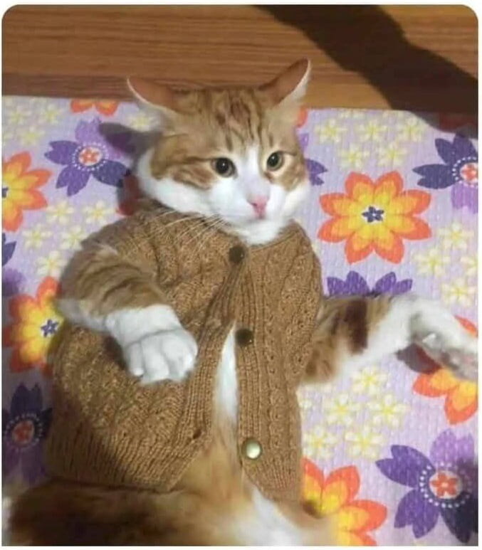 고양이를 할머니댁에 너무 오래 맡겨두면 벌어지는 일_1.jpg