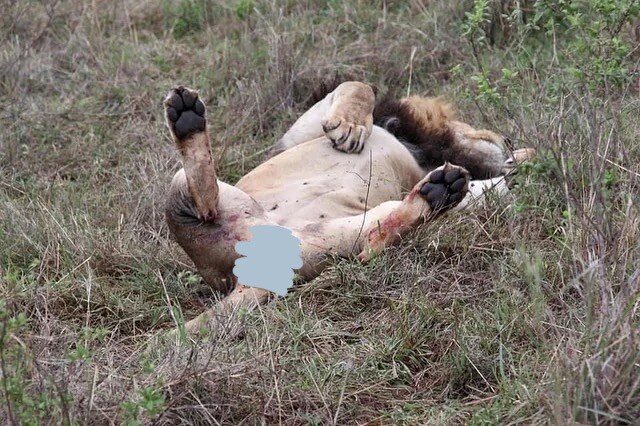 암컷 사자들한테 먼지나게 처맞는 수컷 사자_3.jpg