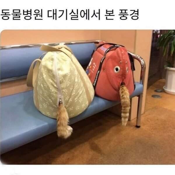 동물병원 대기실에서 본 풍경_1.jpg