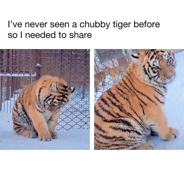 뚠뚠한 아기 호랑이.jpg_1.jpg