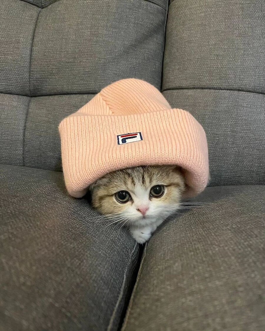 동물 사진을 올리라고 했지_4.jpg