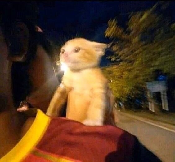동물 사진을 올리라고 했지_6.jpg
