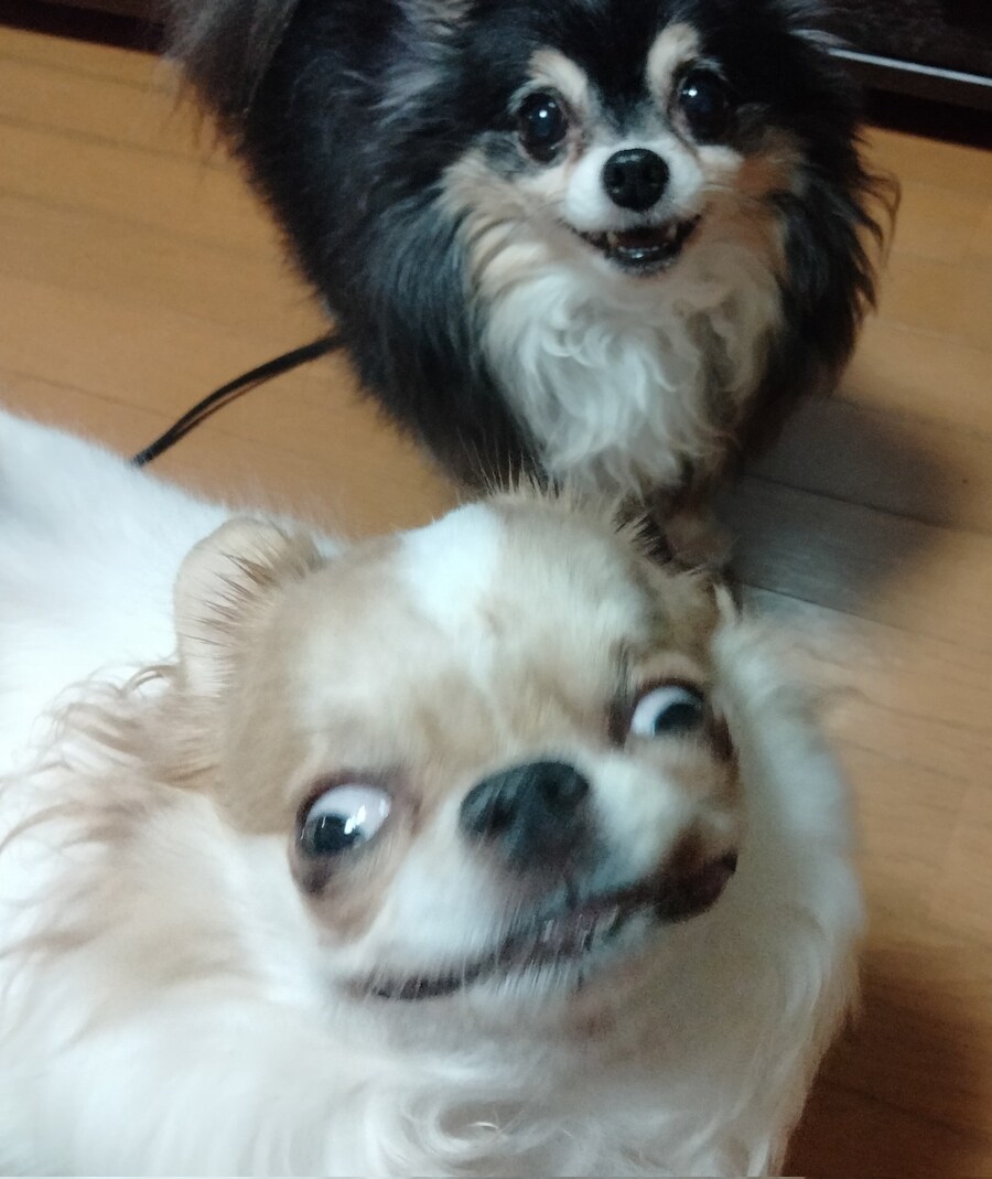 동물 사진을 올리라고 했지_8.jpg