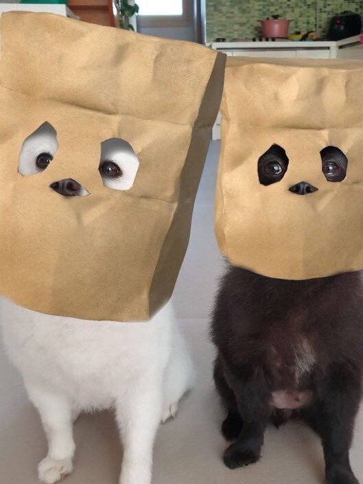 동물 사진을 올리라고 했지_10.jpg