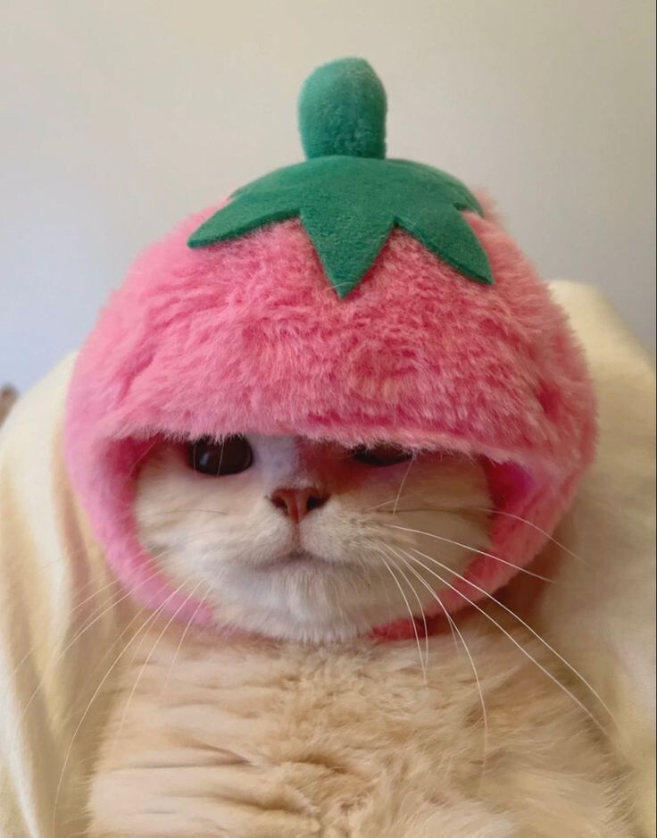 동물 사진을 올리라고 했지_14.jpg