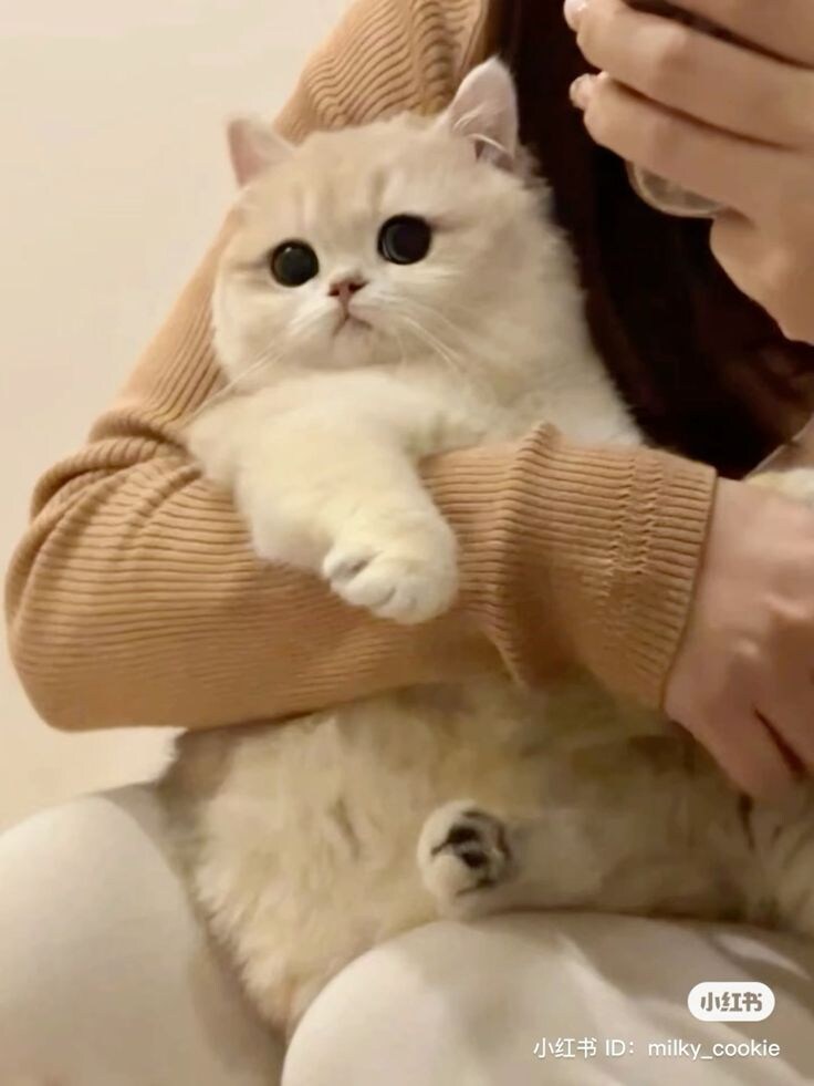 동물 사진을 올리라고 했지_16.jpg