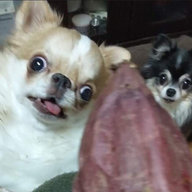 동물 사진을 올리라고 했지_17.jpg