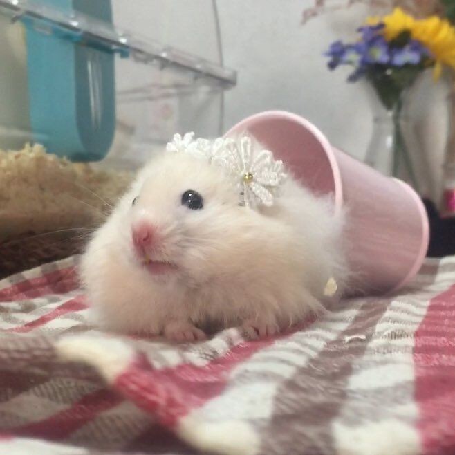 동물 사진을 올리라고 했지_19.jpg