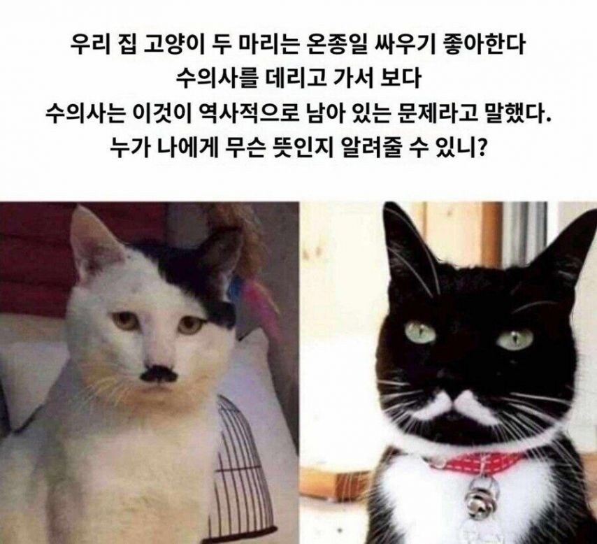 역사적인 사유로 사이가 좋지않은 두냥이_1.png
