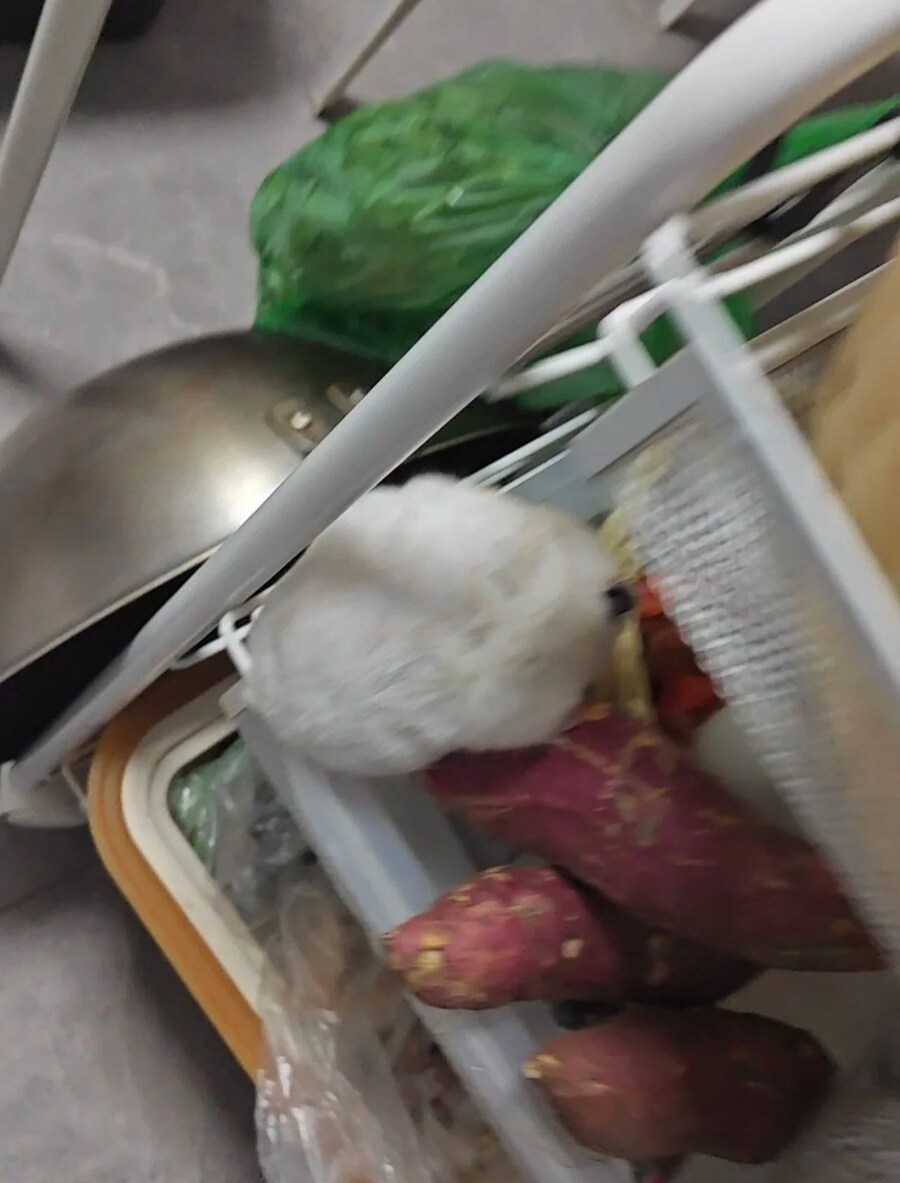 고구마를 습격한 햄토리.._1.jpg