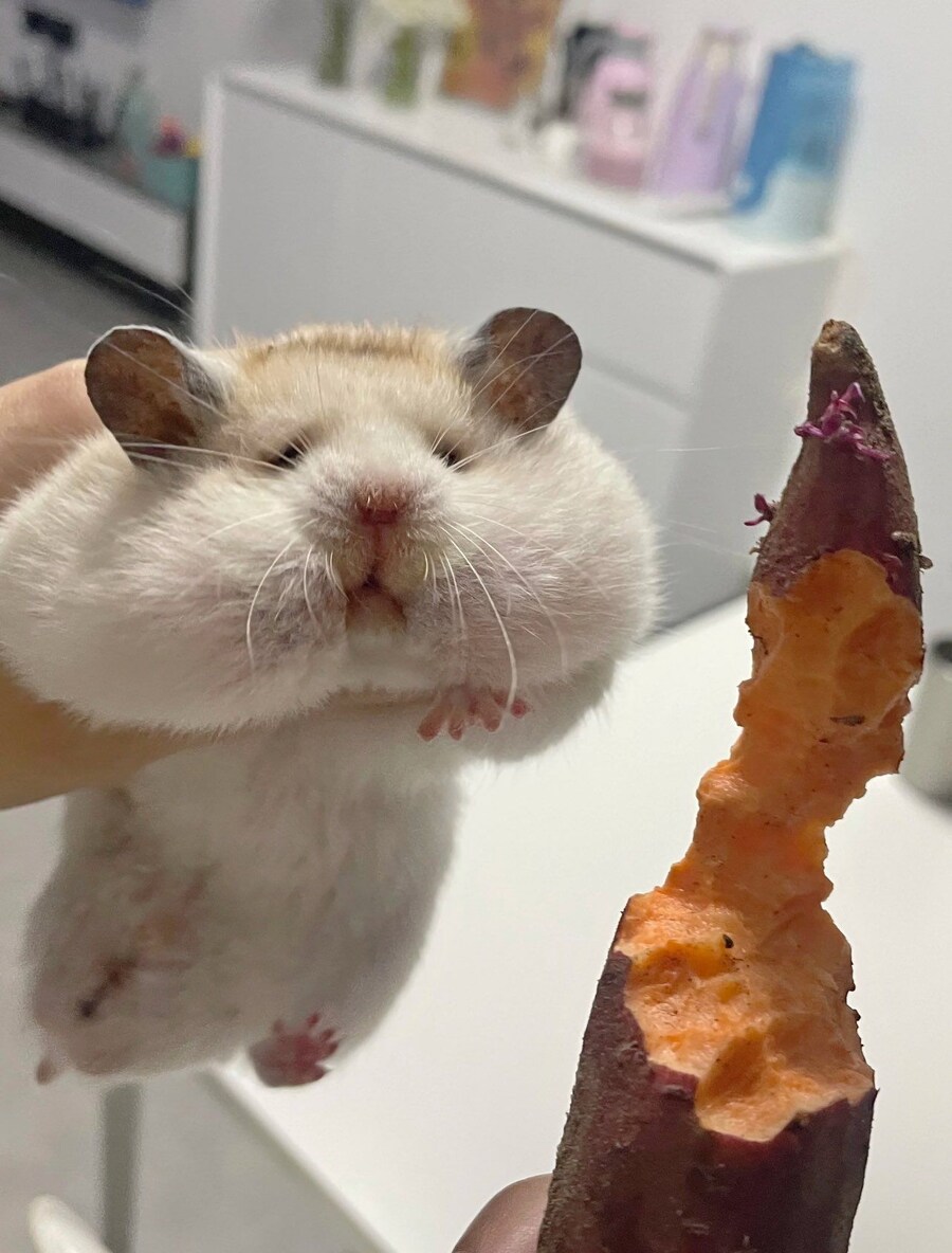 고구마를 습격한 햄토리.._2.jpg