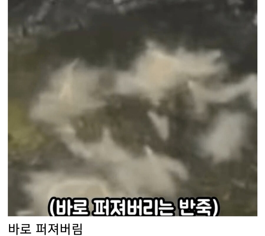 야채튀김 하는 방법을 알려주는 백종원_9.jpg