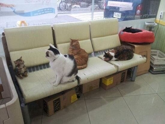 고양이 내무반.jpg_1.jpg