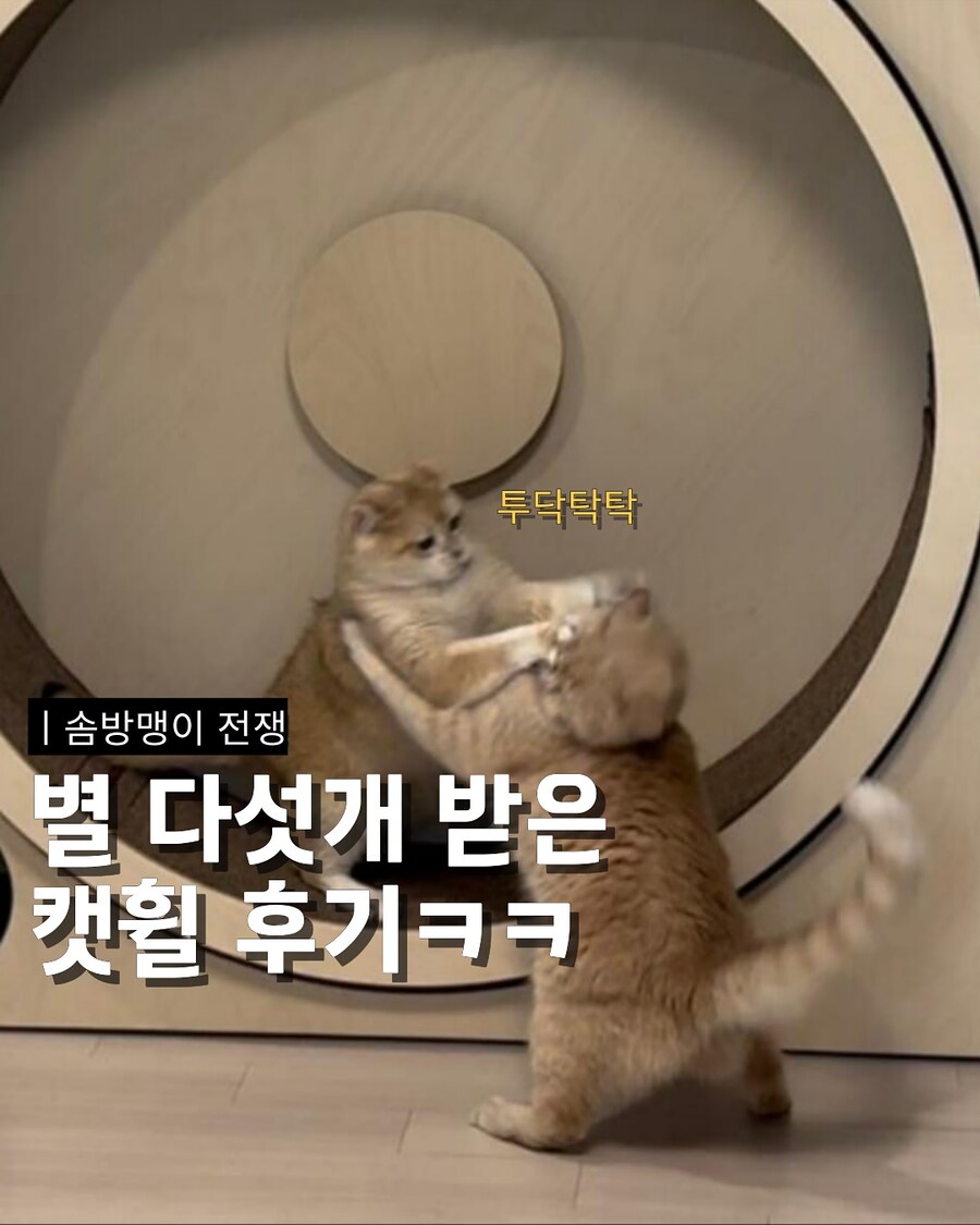 별5개 받은 캣휠 후기_1.jpg