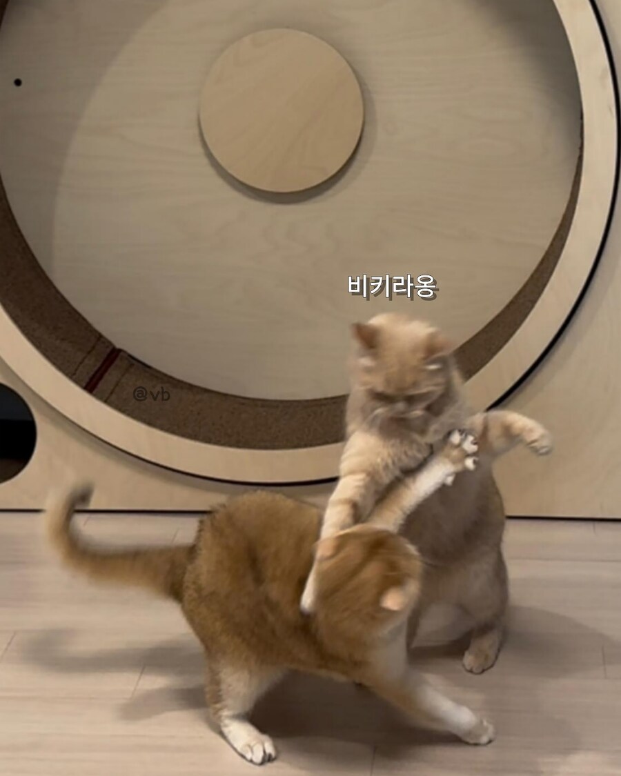 별5개 받은 캣휠 후기_4.jpg
