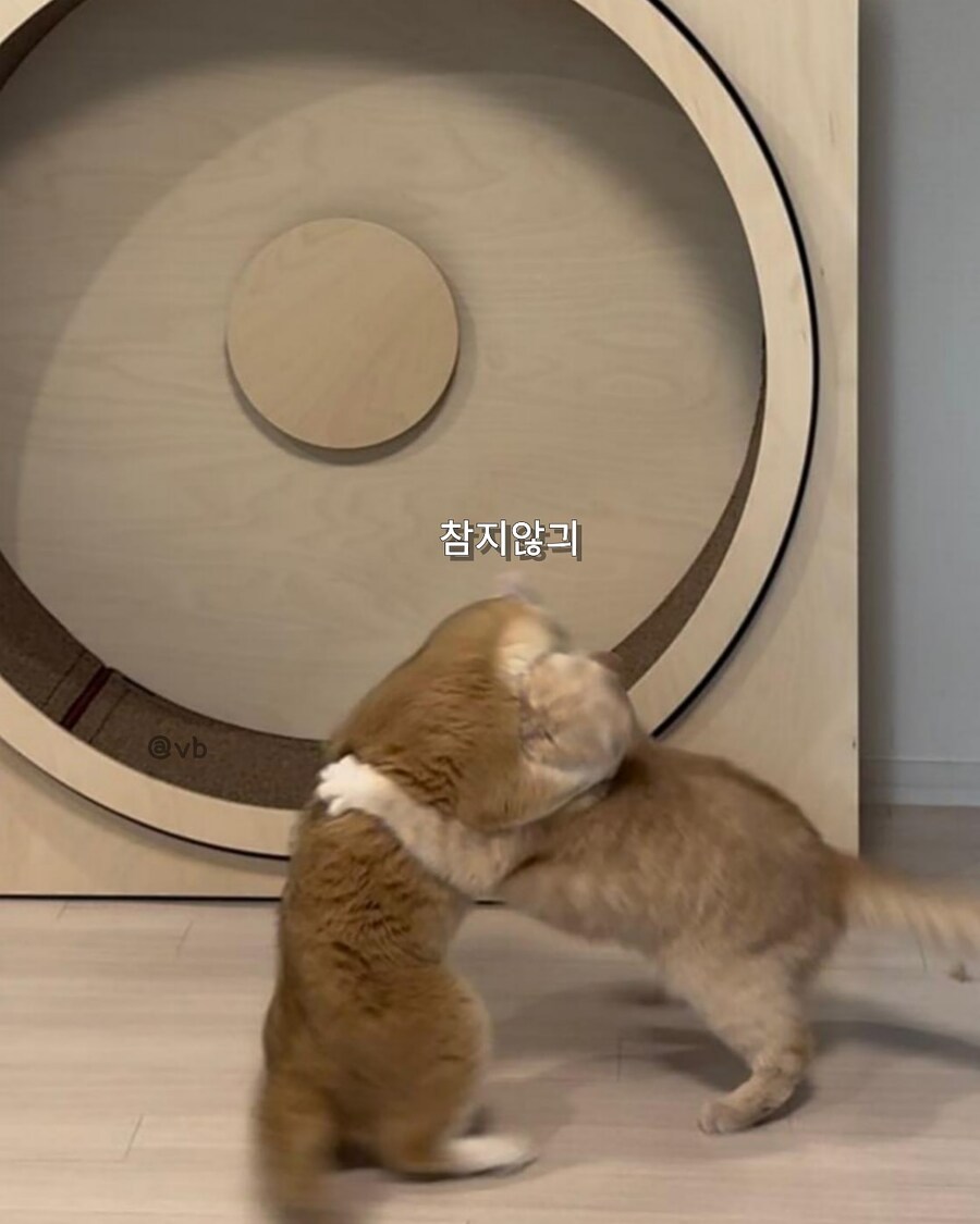 별5개 받은 캣휠 후기_5.jpg