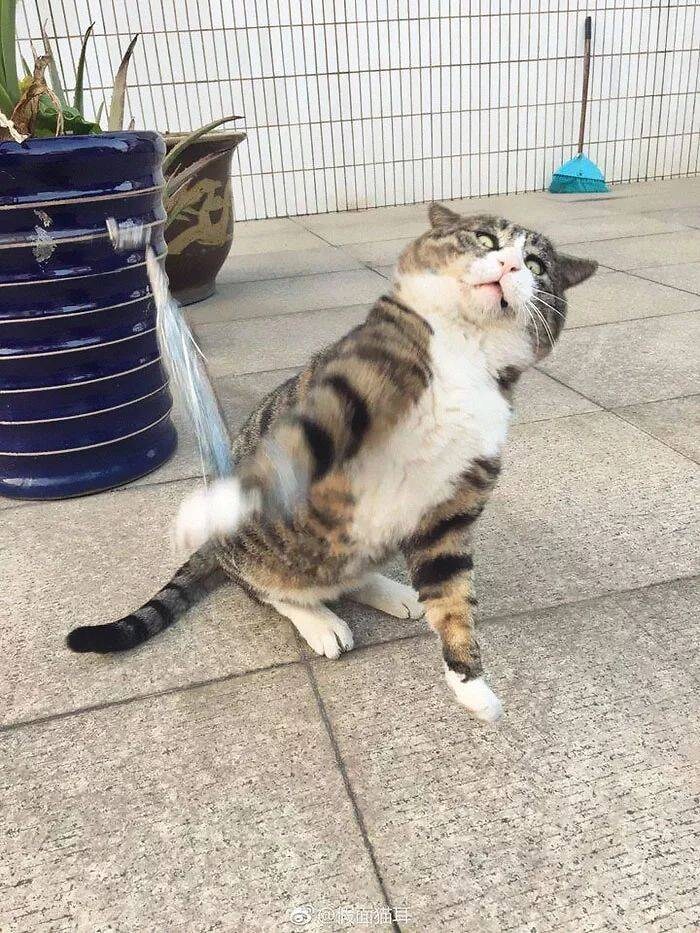 다이나믹한 표정의 고양이.jpg_1.jpg