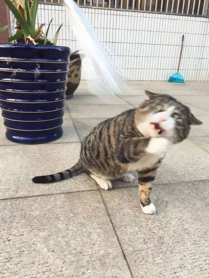 다이나믹한 표정의 고양이.jpg_2.jpg