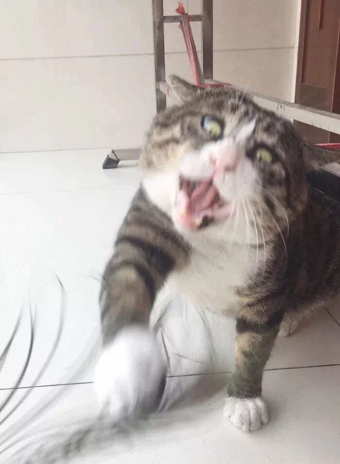 다이나믹한 표정의 고양이.jpg_3.jpg