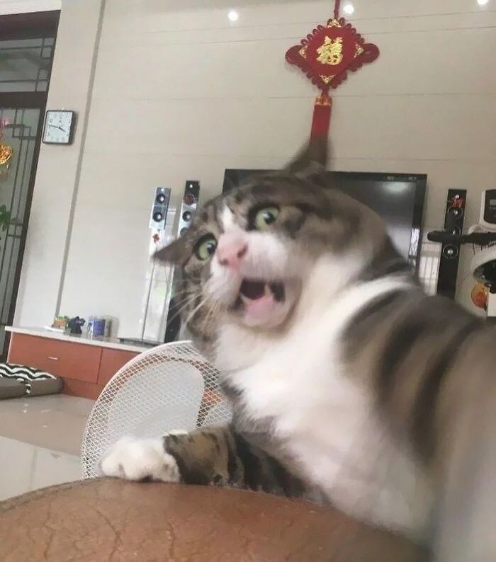 다이나믹한 표정의 고양이.jpg_4.jpg