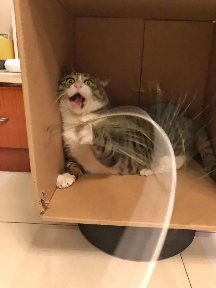 다이나믹한 표정의 고양이.jpg_5.jpg
